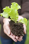 A young lettuce plant in someone's hands
