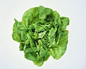 A lettuce with drops of water