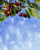 Cherries hanging on the branch
