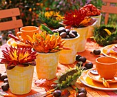Dahlias, ornamental peppers, chestuts & autumn leaves in clay pots