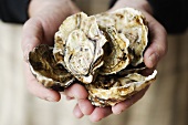 Fresh oysters in someone's hands