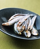 Fresh anchovies and sardines