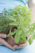 Fresh herbs in flowerpots