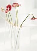 Gerbera daisies in test tubes hanging on cord