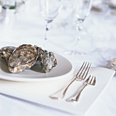 Oysters on a plate