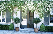 An entrance to a house with flowering jasmine