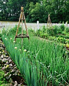 Onions in a vegetable garden
