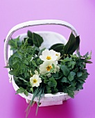 Basket of herbs and primroses