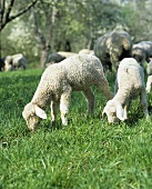 Schafe fressen Gras auf einer Wiese