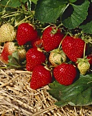 Strawberries, variety 'Barbarella'