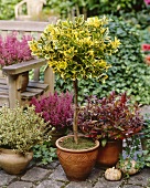 Autumnal planting with euonymus