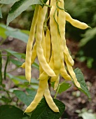 Pole beans, variety 'Goldmarie'
