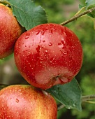 Apples, variety 'Malville'