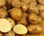 Kartoffeln der Sorte 'Eigenheimer'