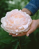 Peony on someone's hands