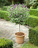 Standard lavender bush in flowerpot