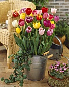Bunch of tulips in zinc bucket
