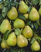 Pears hanging on branch