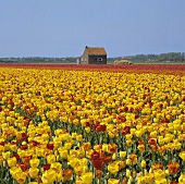 Tulip fields