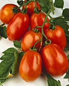 Tomatoes, variety 'Rio Grande'