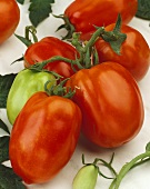 Tomatoes, variety 'Rossol'