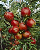 Äpfel der Sorte Elise am Baum