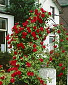 Red climbing rose on arch