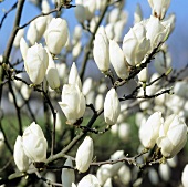 weiße Tulpenmagnolie