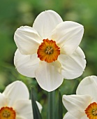 White narcissi