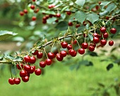 Cherries on the branch