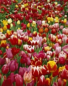 Viele verschiedene Tulpen, bildfüllend