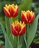 Rot-gelbe Tulpen