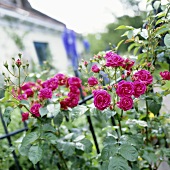 Pink climbing rose on garden fence