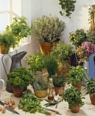 Various herbs in plant pots in front of window