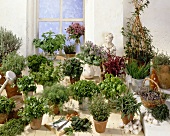 Various herbs in plant pots in front of window