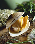 Opened clam