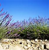 Worms' eye view into a lavender field