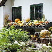 Pumpkins and squashes by house wall (autumn decorations)
