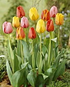 Tulips, variety 'Darwin Hybrids'