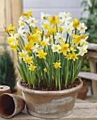 White and yellow narcissi in a planter