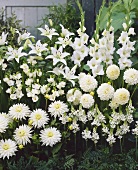Verschiedene weiße Blumen im Garten