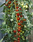 Cherry tomatoes, variety 'Sakura', on the plant