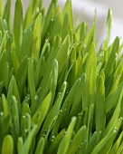 Wheatgrass with drops of water (close-up)