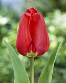 Rote Tulpenblüte der Sorte Tulipa Diplomate