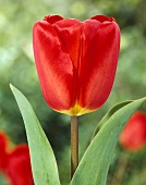 Rote Tulpenblüte der Sorte Tulipa Oxford