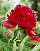 Red peony, variety 'Rubra Plena'