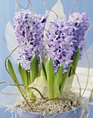 Blue hyacinths, variety 'Delft Blue'