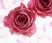 Roses on light coloured background