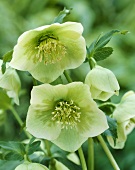 Lenten roses, variety 'Yellow Lady'