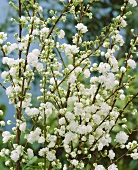 Chinesische Zwergkirsche (lat. Prunus glandulosa alboplena)